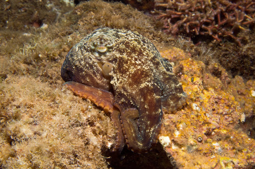 22cm lang Wild Planet Tintenfisch Octopus ca 