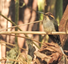 Phaethornis eurynome