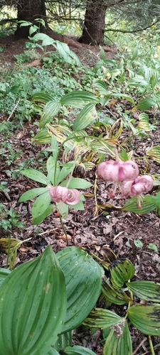 Martagon Lily