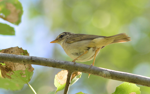 Radde's Warbler, Асиновский р-н, Томская обл., Россия, photo 6 of 10