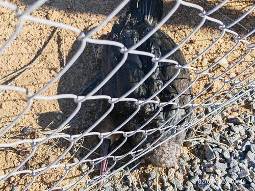 iNaturalist image
