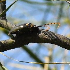 Retrachydes thoracicus