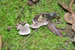 Nigroporus
