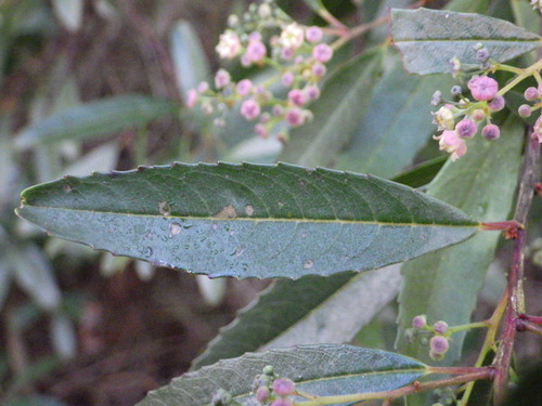 Noltea africana, photograph 6