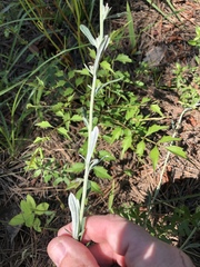 Gamochaeta argyrinea