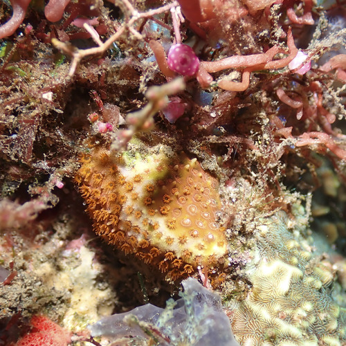 Stylocoeniella armata observed 2026-07-13