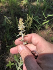 Gamochaeta argyrinea