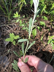 Gamochaeta argyrinea