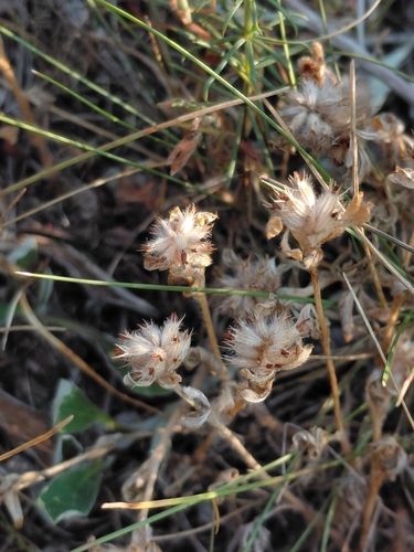 Trifolium striatum observed 2026-07-13