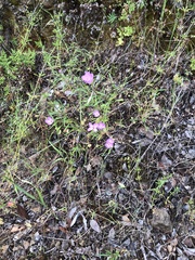 Clarkia gracilis