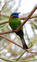 Merops lafresnayii