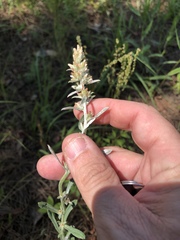 Gamochaeta argyrinea