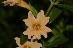 Diplacus grandiflorus