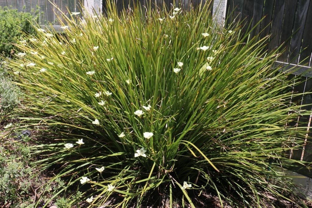 File:Fortnight lily or Morea iris -- Dietes iridioides, D. bicolor.jpg -  Wikipedia