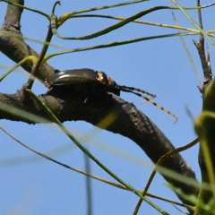 Retrachydes thoracicus