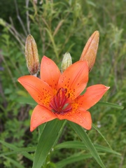 Lilium pensylvanicum, photograph (c) Анна Васильченко, some rights reserved (CC BY)