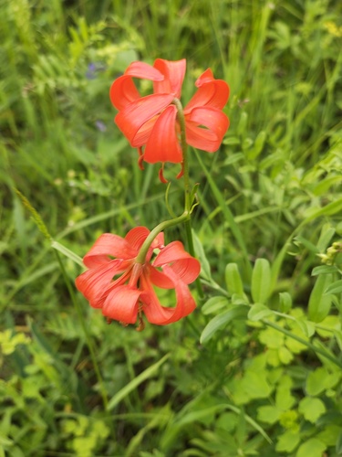 Lilium pumilum, photograph 1