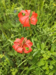Lilium pumilum