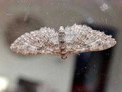 Eupithecia abbreviata