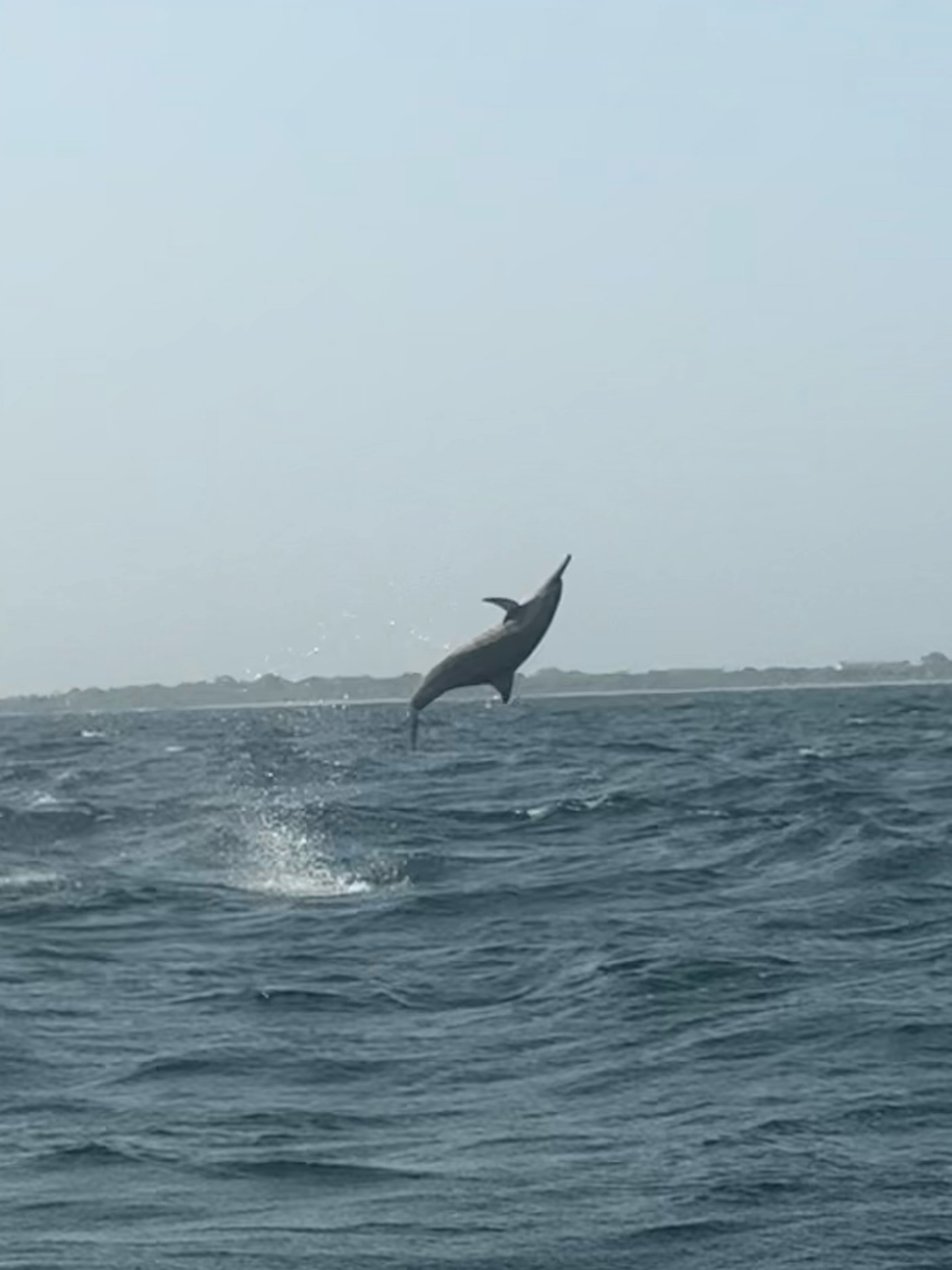 Stenella longirostris