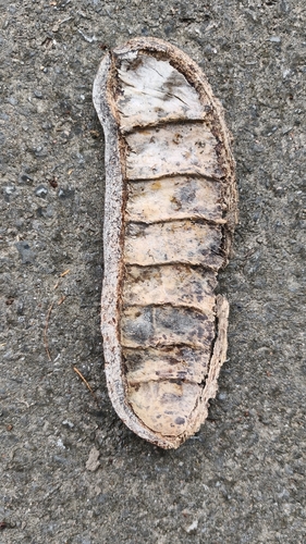 Afzelia xylocarpa, photograph 1
