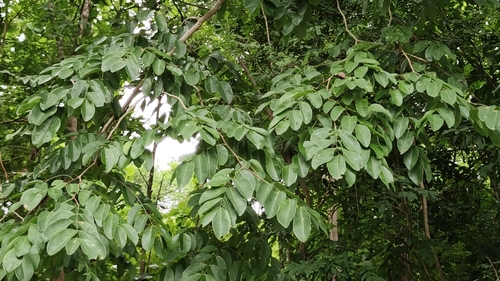 Afzelia xylocarpa, photograph 2