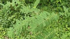 Senegalia pennata