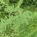 Acacia pennata