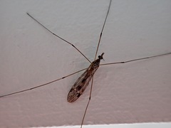 Tipula rufina