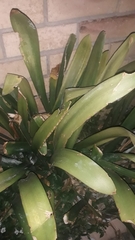 Clivia