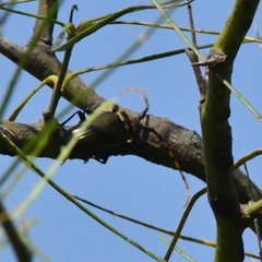 Retrachydes thoracicus