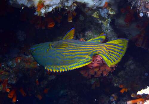 Cephalopholis polleni observed 2026-07-13