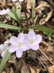Claytonia virginica