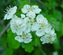 Crataegus × media