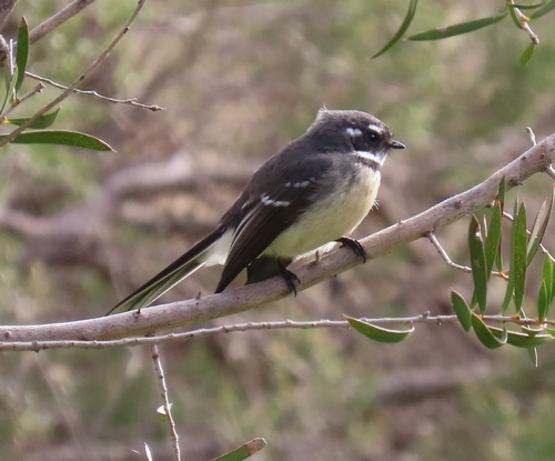 Grey Fantail