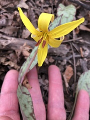 Erythronium americanum