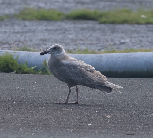 Larus glaucescens observed 2026-03-14