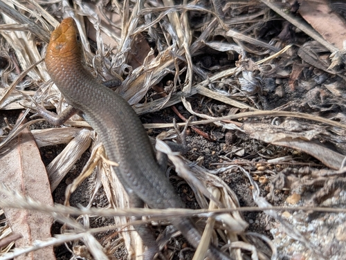 Robust Rainbow Skink