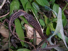Anolis sagrei