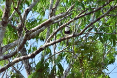 Notharchus hyperrhynchus