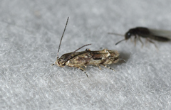 Mompha solomoni