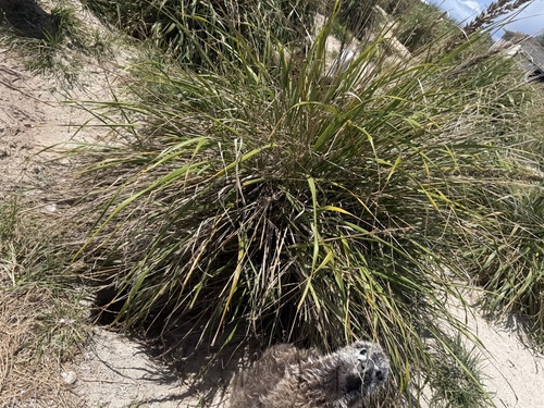 Eragrostis variabilis observed 2026-04-20