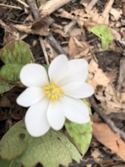 Sanguinaria canadensis