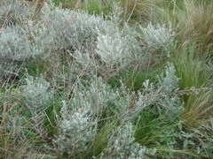 Baccharis artemisioides