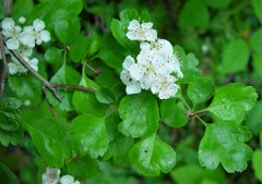 Crataegus × media