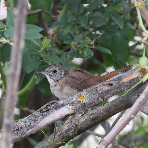 Common Nightingale