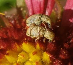 Trigonorhinus limbatus