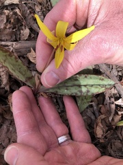 Erythronium americanum