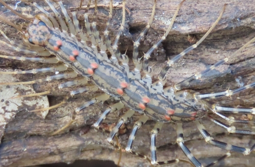 Australian House Centipede