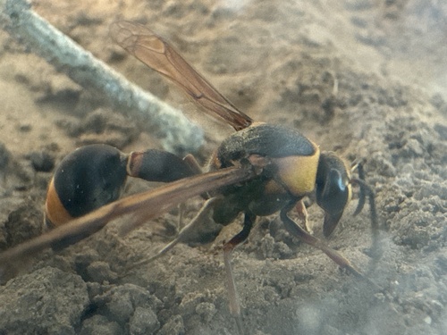 Oreumenes decoratus